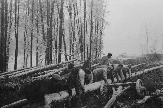 Foto Verlad von Stammholz von Hand