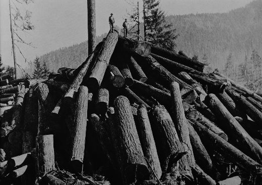 Foto Holz bereit für den Verlad