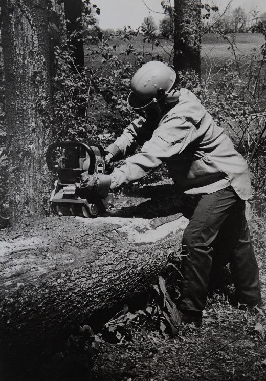 Foto Entrinden mit Biber