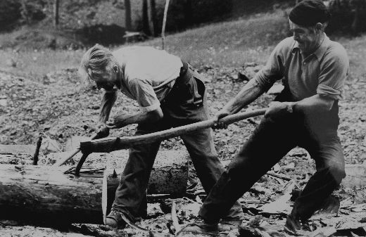 Foto Ziehen von Stammholz mit Zappi