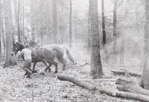 Foto Holzrücken mit Pferd