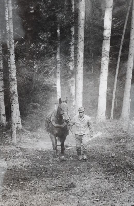 Foto Holzrücken mit Pferd