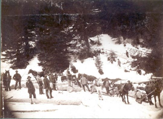 Foto Rücken von Trämelholz mit Pferden