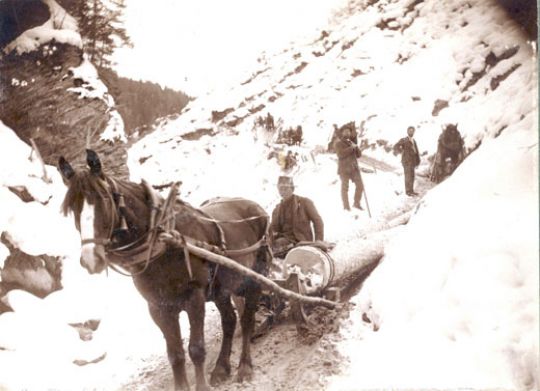 Foto Rücken mit Pferden