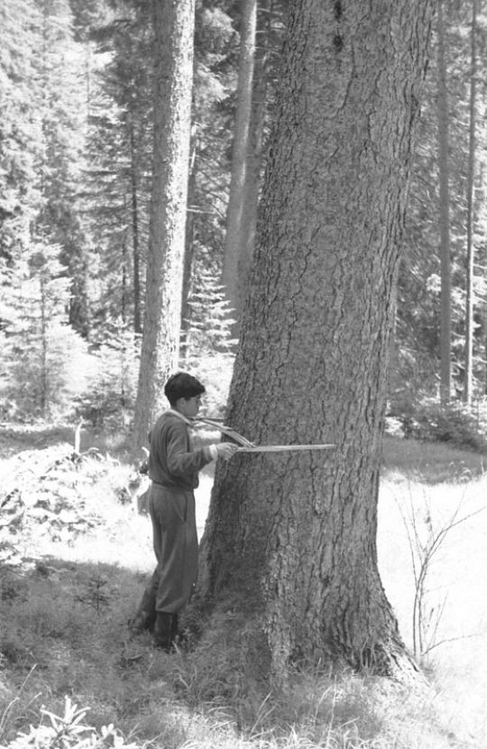 Foto Kluppierung eines Baumes