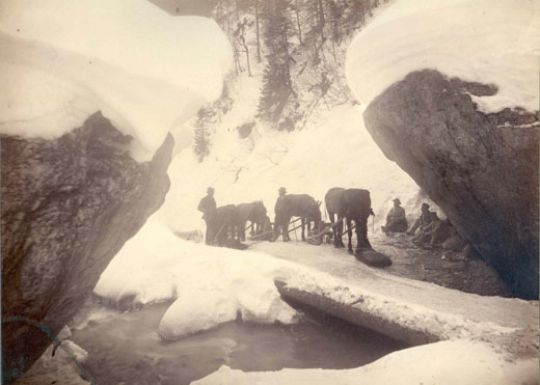 Foto Rast beim Rücken mit Pferden