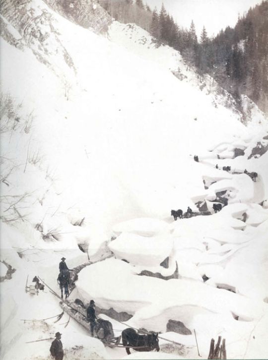 Foto Rücken mit Pferden