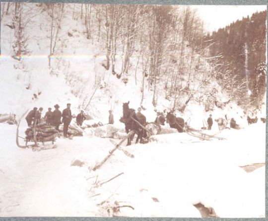 Foto Holztransport mit Pferden