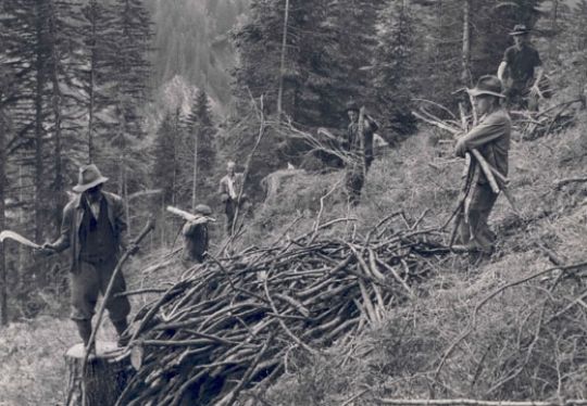 Foto Astholzaufbereitung zu Brennholz