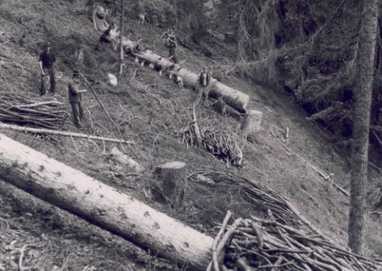 Foto Astholzaufbereitung