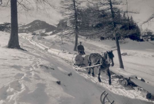 Foto Rücken mit Pferd im Schnee