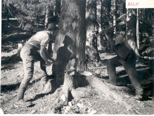 Foto Anschroten von einer Fichte