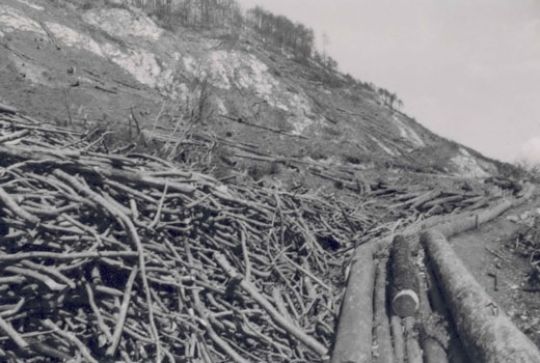Foto Holzriese am Calanda