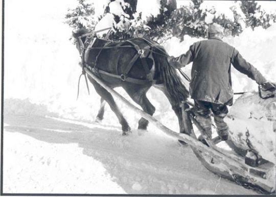 Foto Holzrücken mit Pferd und Schlitten