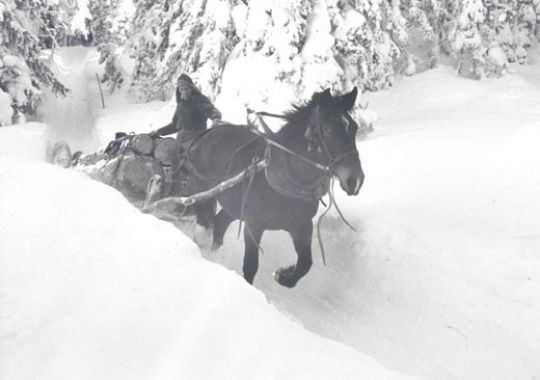 Foto Pferdefuhrwerk mit Holz im Schnee