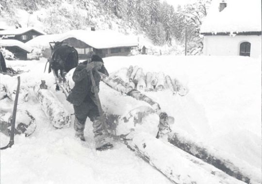Foto Holz rücken mit Pferd