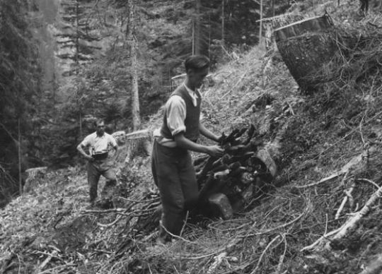 Foto Brennholztransport mit Kleinschlitten