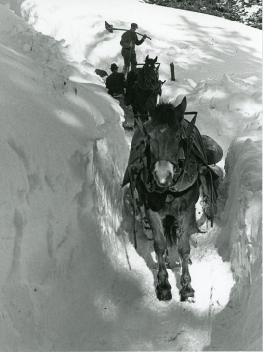 Foto Holztransport in Seewis