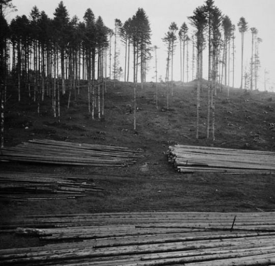 Foto Käferholz gelagert im Wald