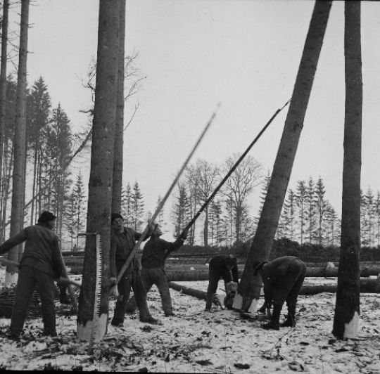 Foto Fällen von Baumholz