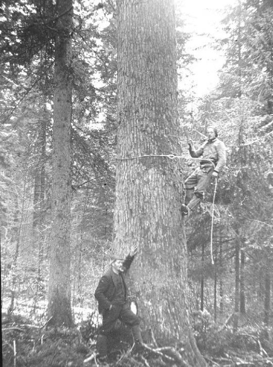 Foto Stücken einer Tanne