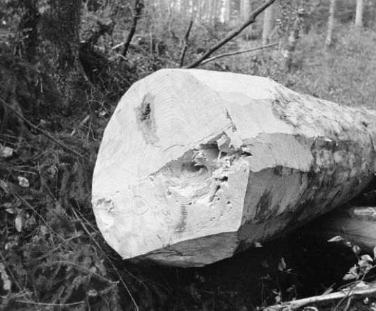 Foto Stammfuss, ausgerissenes Holz