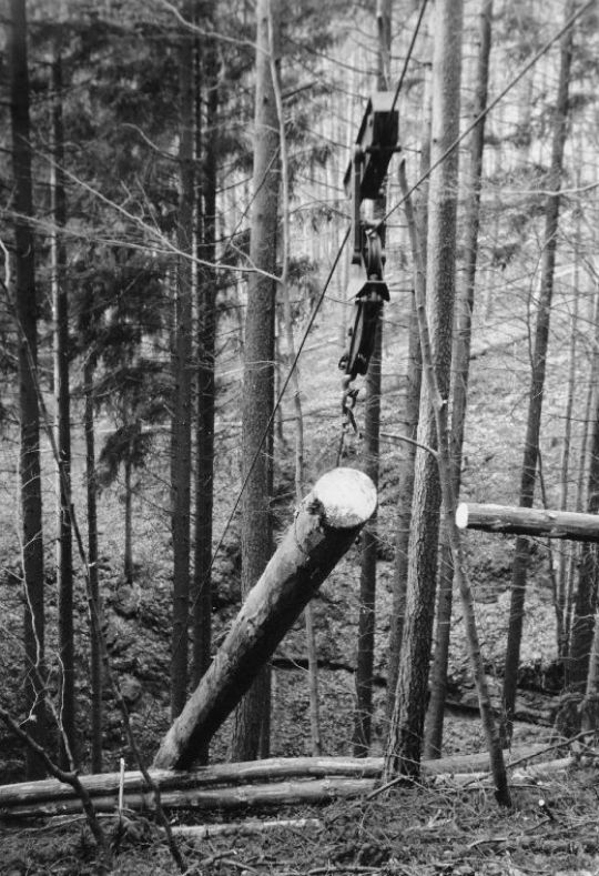 Foto Stamm an Seilkran