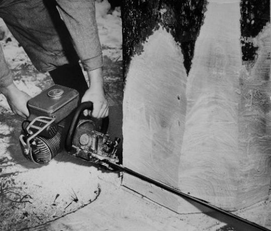 Foto Fallkerbe mit Motorsäge