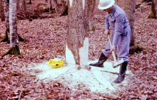 Foto Keilen des Stammes