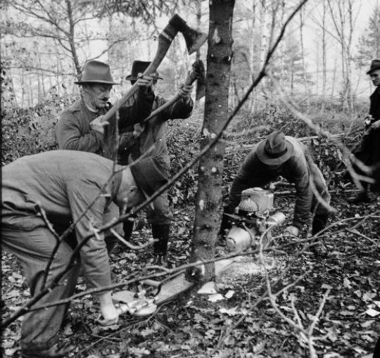 Foto Fällen mit ZMS und Axt