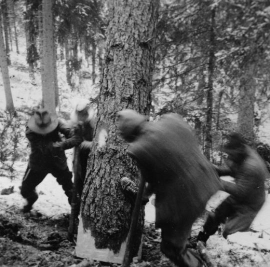 Foto Fällen mit Zappi
