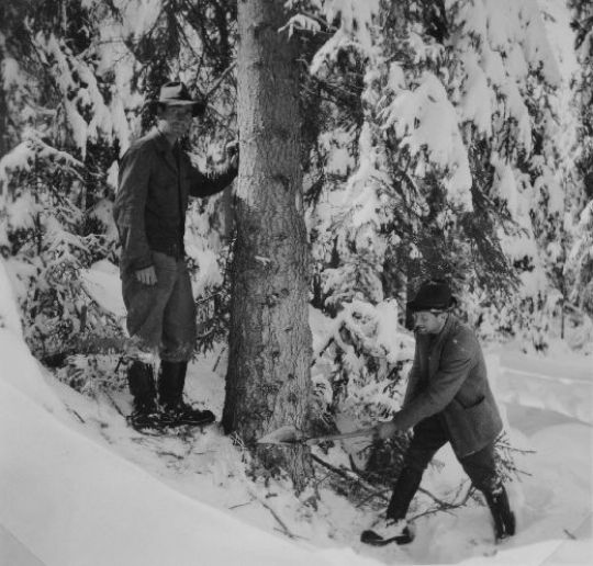 Foto Fallkerbe schlagen mit Axt