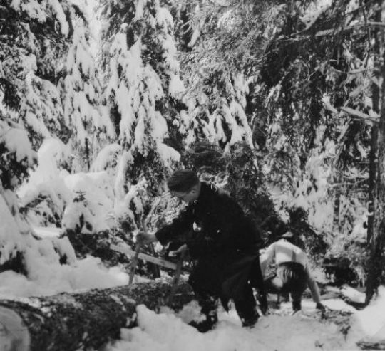 Foto Messen des Holzes im Wald
