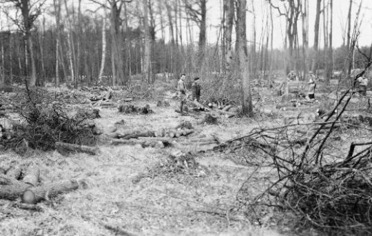 Foto Mittelwaldschlag