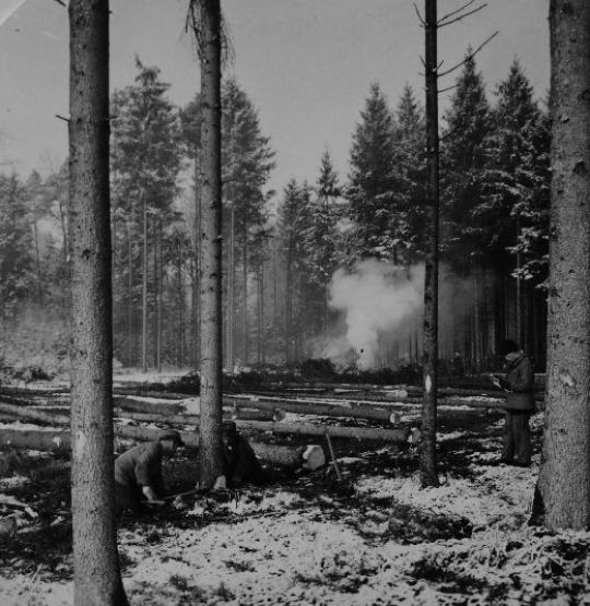 Foto Fällen im Kahlschlag