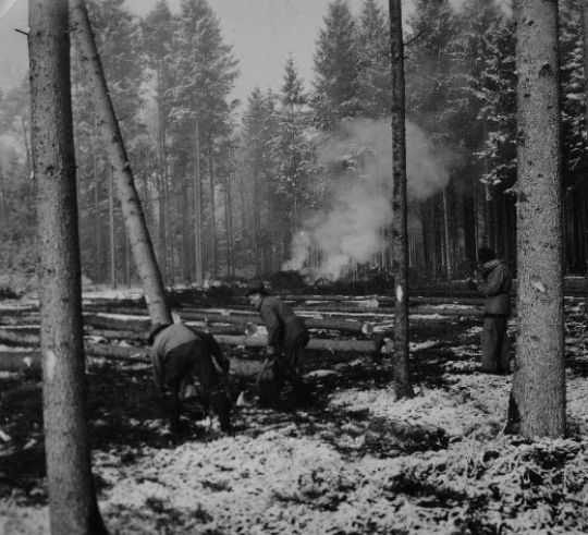 Foto Fällen im Kahlschlag