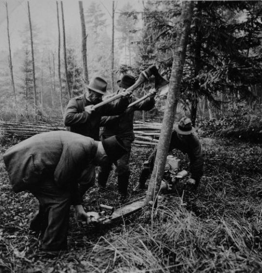 Foto Fällen zu viert