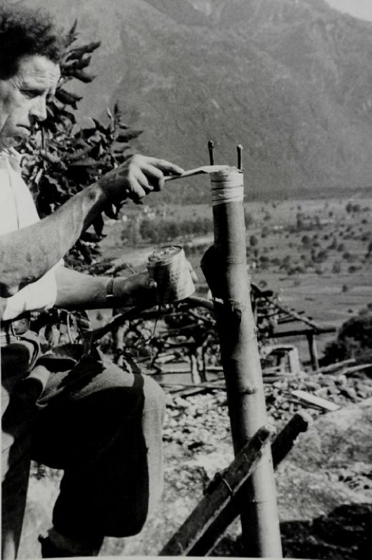 Foto Propfen von Kastanien