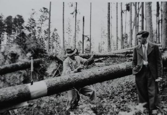 Foto Produktion von Fichtengerbrinde