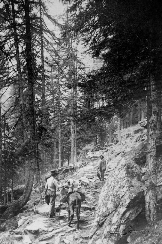 Foto Forstweg in Cerentino-Bosco