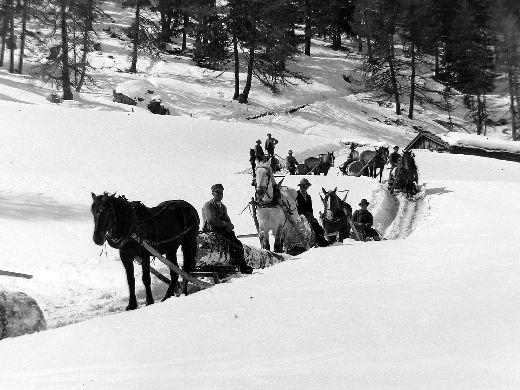 Foto Pferdegespanne mit Holz im Schnee