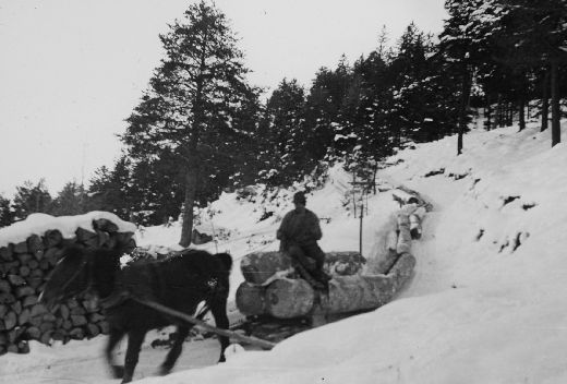 Foto Holztransport mit Pferden