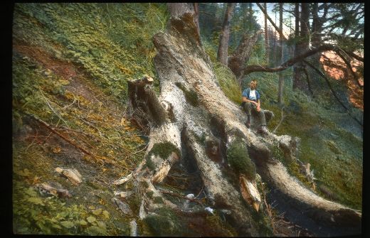 Foto Entwurzelter Baum mit Knabe
