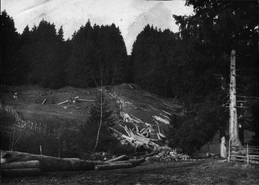 Foto Reistzug in Wiese