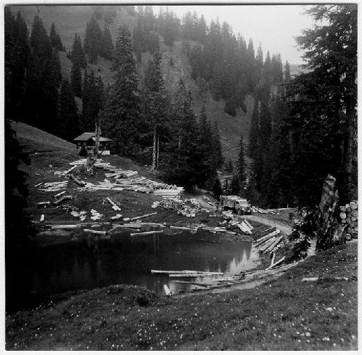 Foto Gelagertes Holz im Schwemmteich