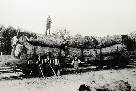 Foto Nussbaum Stämme auf Bahnwagen