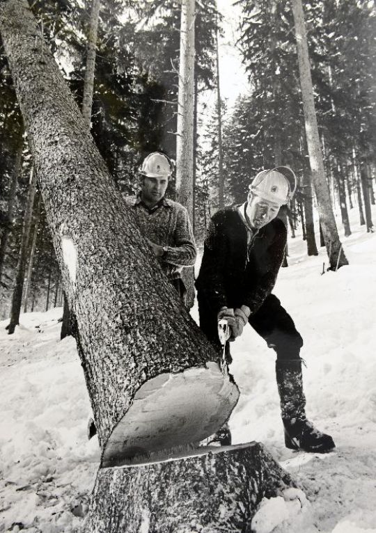 Foto Drehen eines Stammes mit dem Zappi