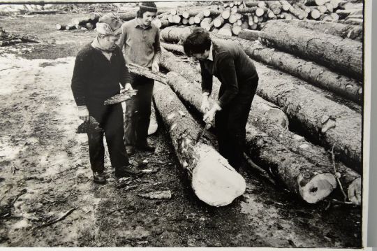 Foto Borkenkäfer Stämme