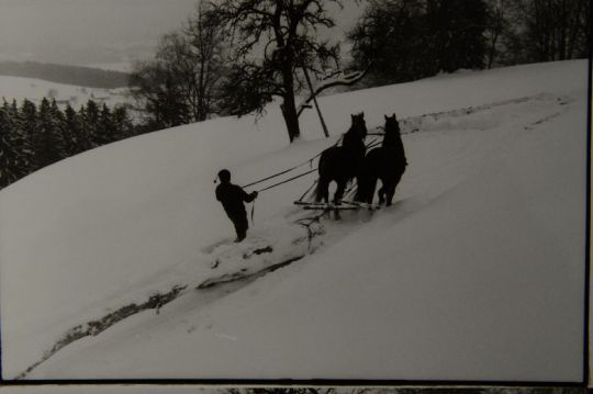 Foto Holzrücken am Bachtel, Zürich