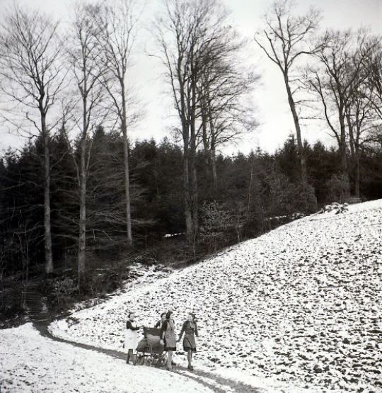 Foto Tannzapfen sammeln